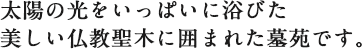 太陽の光をいっぱいに浴びた美しい仏教聖木に囲まれた墓苑です。